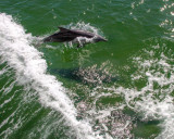 rexs birthday cruise22.jpg