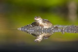 Bruine Kikker (Common Frog)