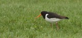 Scholekster (Eurasian Oystercatcher)