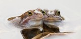 Heikikkers (Moor Frogs)