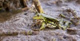Groene Kikker (Marsh Frog)