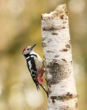 Middelste Bonte Specht (Middle-spotted Woodpecker)