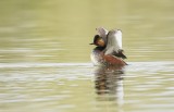 Geoorde Fuut (Black-necked Grebe)