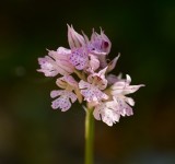 Drietandorchis (Neotinea tridentata) - Three-toothed Orchid