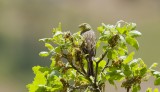 Smyrnagors (Cinereous Bunting)