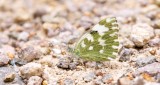 Oostelijk Resedawitje (Pontia edusa) - Eastern Bath White