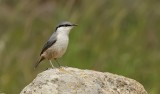 Rotsklever (Western Rock Nuthatch)