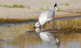 Kokmeeuw (Black-headed Gull)