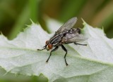 Dambordvlieg (Sarcophaga carnaria) - Common Flesh Fly
