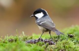 Zwarte Mees (Coal Tit)