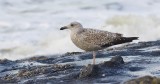 Zilvermeeuw (Herring Gull)