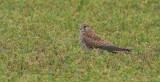 Torenvalk (Common Kestrel)