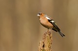 Vink (Common Chaffinch)