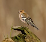 Vink (Common Chaffinch)