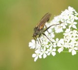 Grote Dansvlieg (Empis tessellata)