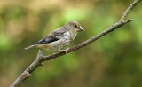 Appelvink (Hawfinch)