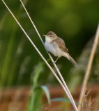 Struikrietzanger (Blyths Reed Warbler)