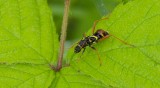 Kleine Wespenboktor (Clytus arietis) - Wasp Beetle