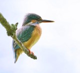 IJsvogel (Common Kingfisher)