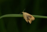Kleine Boogbladroller (Acleris forsskaleana) - Maple Leaftier Moth