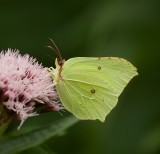 Citroenvlinder (Gonepteryx rhamni) - Common Brimstone