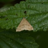 Strooiselmot (Endotricha flammealis) - Rose-flounced Tabby