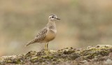 Morinelplevier (Eurasian Dotterel)