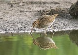 Watersnip (Common Snipe)