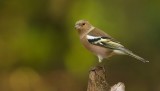 Vink (Common Chaffinch)