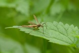 Weidelangpootmug (Tipula paludosa)