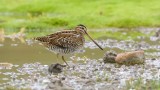 Watersnip (Common Snipe)