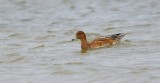 Smient (Eurasian Wigeon)