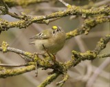 Goudhaan (Goldcrest)