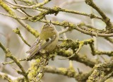 Goudhaan (Goldcrest)