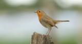 Roodborst (European Robin)