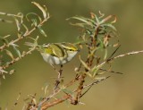 Pallas Boszanger (Pallass Leaf Warbler)
