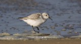 Drieteenstrandlopers (Sanderling)