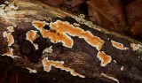 Weke Aderzwam (Leucogyrophana romellii)