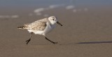 Drieteenstrandloper (Sanderling)