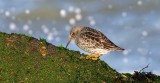 Paarse Strandloper (Purple Sandpiper)