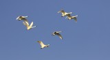 Kleine Zwaan (Bewick's Swan)