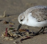 Drieteenstrandloper (Sanderling)