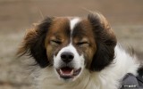 Our dog Diego