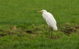 Grote Zilverreiger (Western Great Egret)
