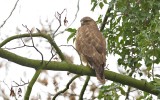 Buizerd (Common Buzzard)