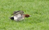 Smient (Eurasian Wigeon)