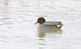 Wintertaling (Eurasian Teal)