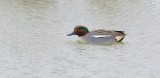 Wintertaling (Eurasian Teal)