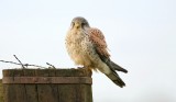 Torenvalk (Common Kestrel)