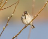 Rietgors (Common Reed Bunting)